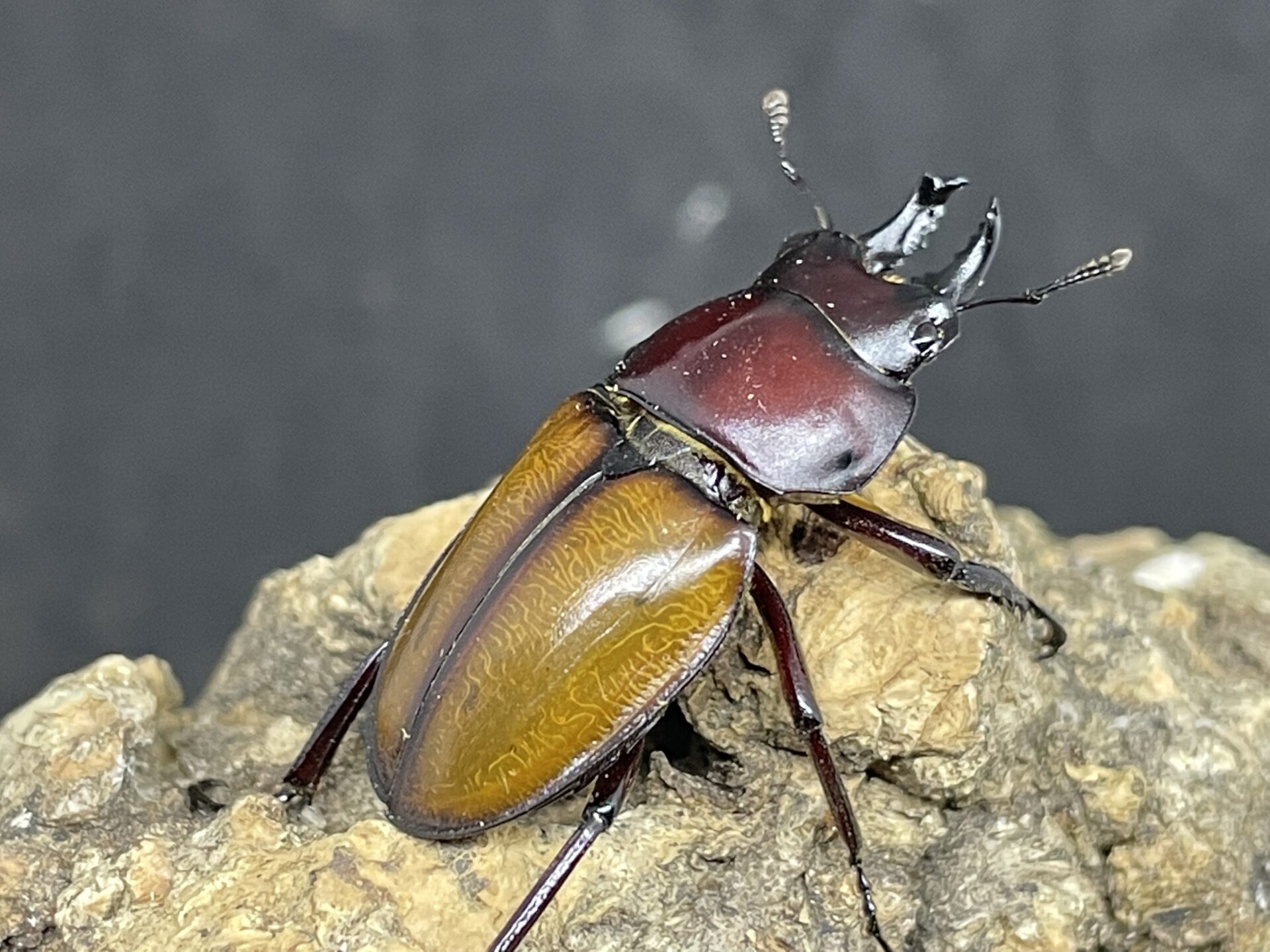 飼育情報大公開】チャイロマルバネを入手したので、産卵セットを組み