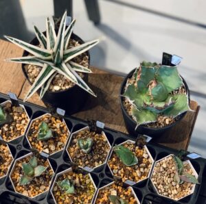 作家の鉢×アガベ POP UP | garage living with plants