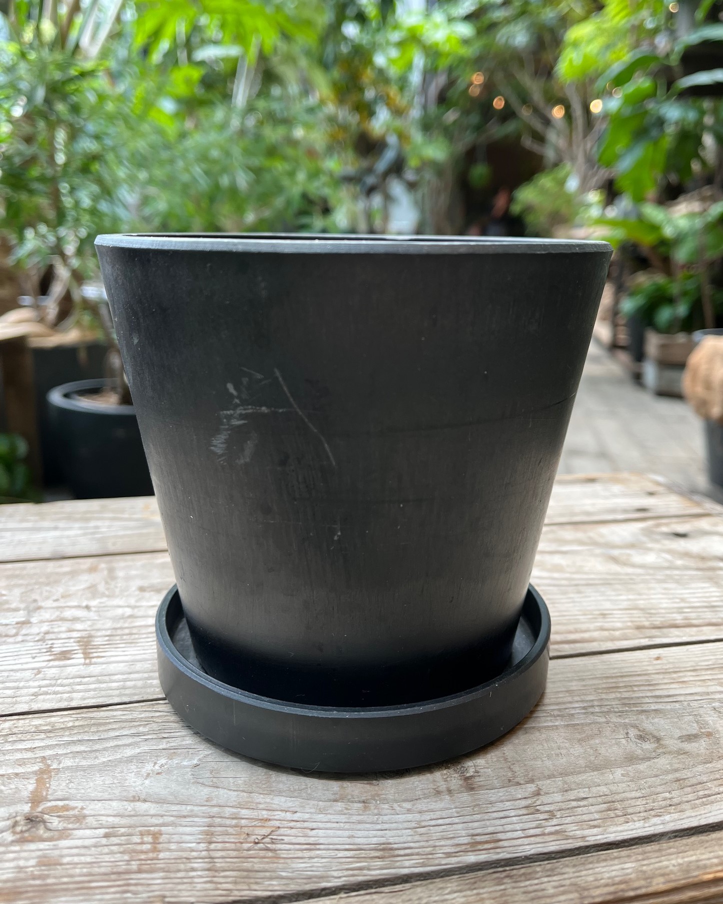 観葉植物】フランスゴムの木【Sサイズ】 | garage living with plants