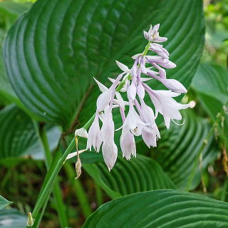 ギボウシ（ホスタ） 新・花と緑の詳しい図鑑