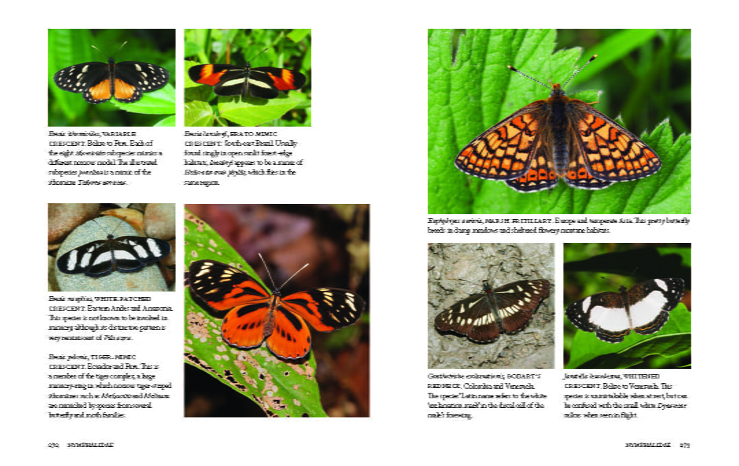 Book Review: '1,000 Butterflies' by Adrian Hoskins |