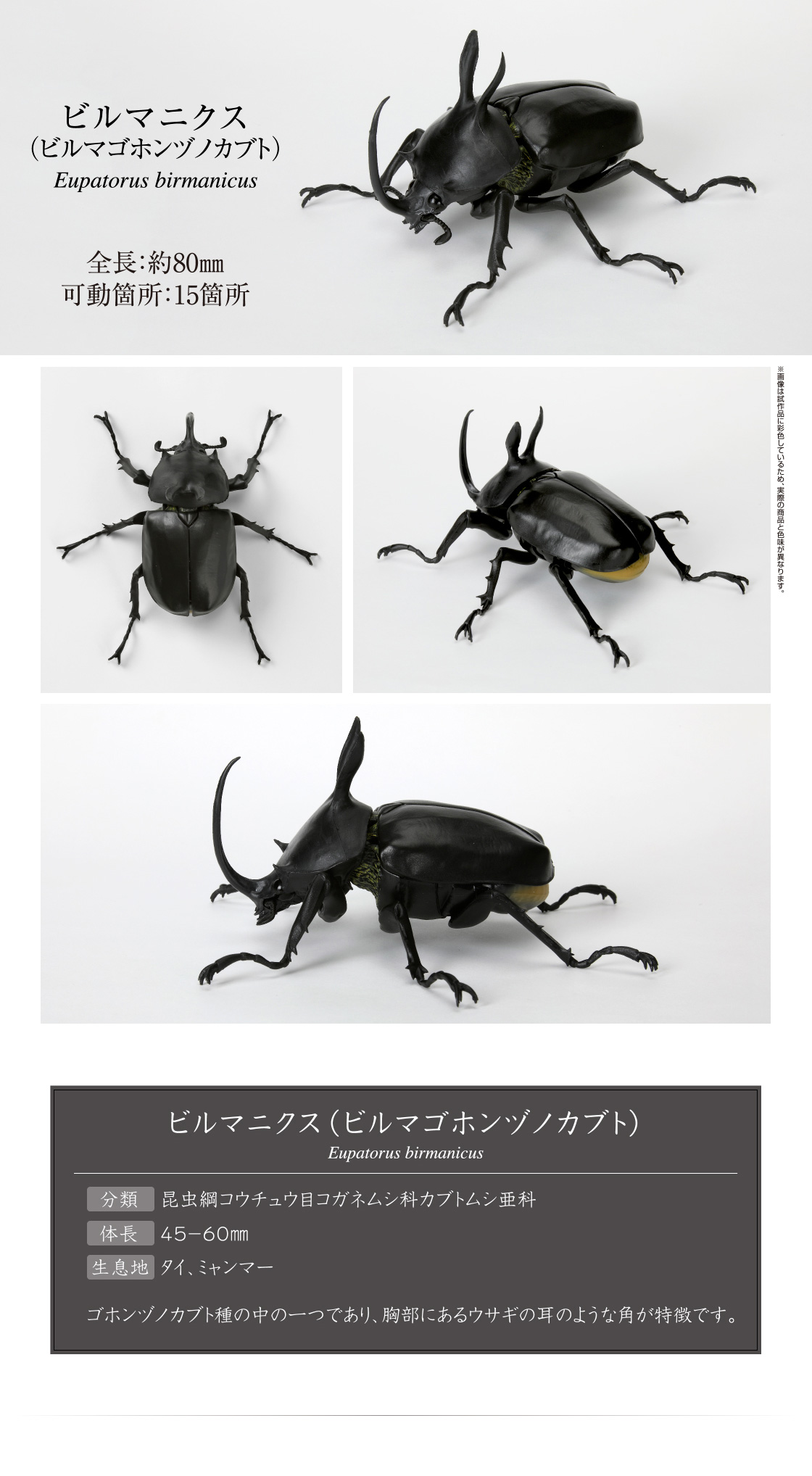 いきもの大図鑑 かぶとむし05｜いきもの大図鑑｜ガシャポン