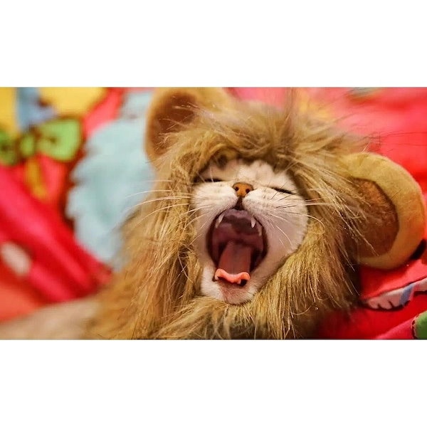 Qoo10] ライオン 猫 かぶりもの 犬 猫用帽子 犬用帽子