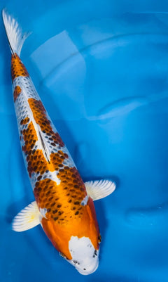 IMG_6826_1_240x.jpg?v=1722805962