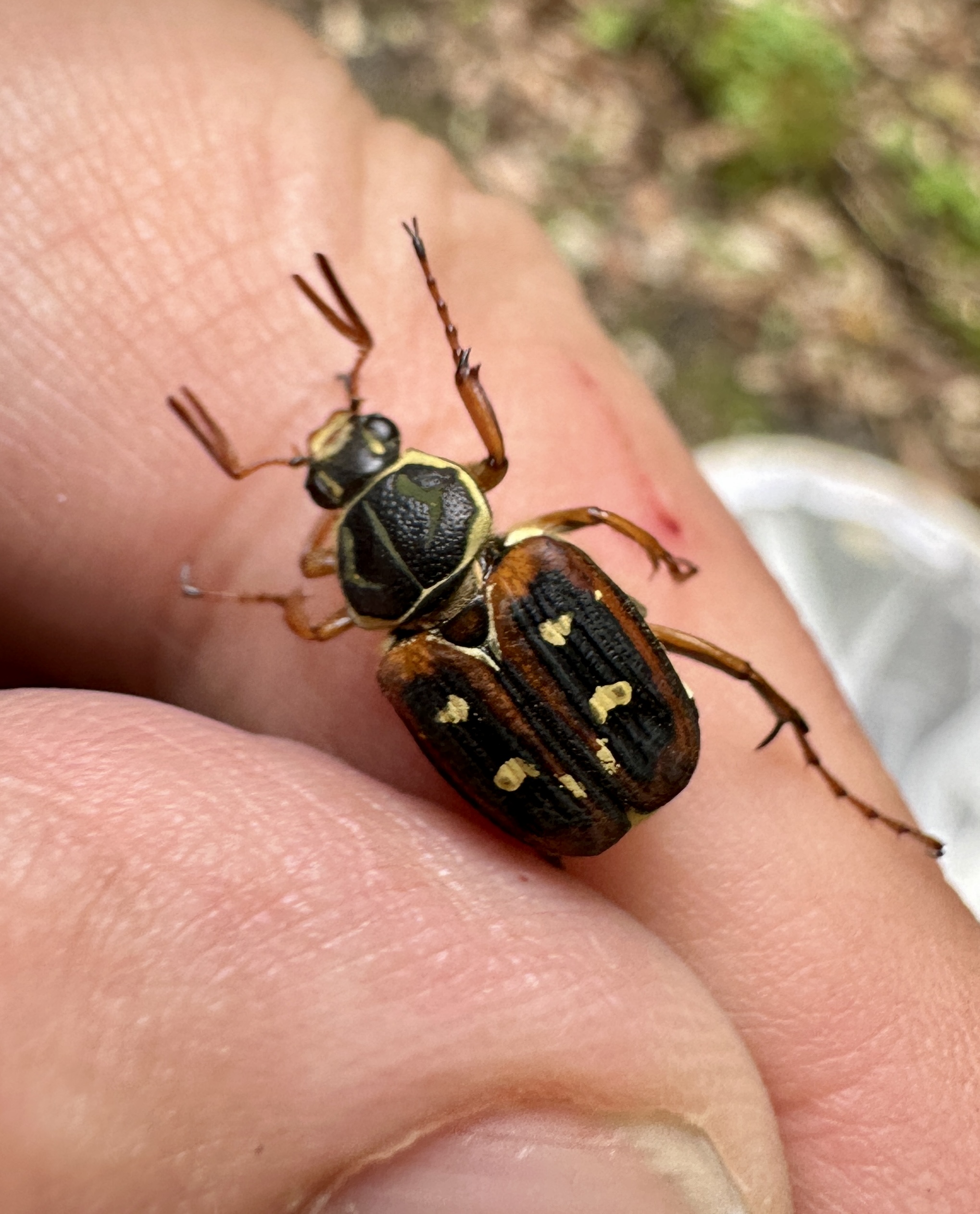 オオシマトラフハナムグリ | GreenBreeze