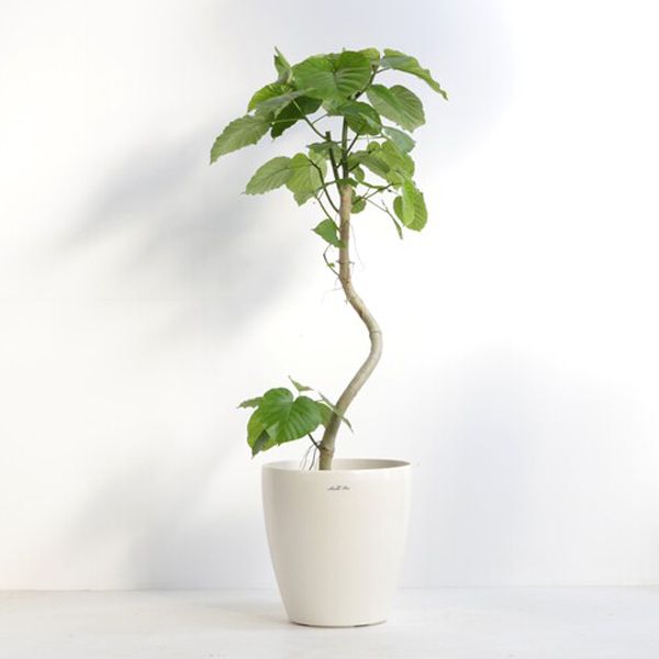 観葉植物 フィカス・ウンベラータ 10号鉢（ラスターポット）｜法人