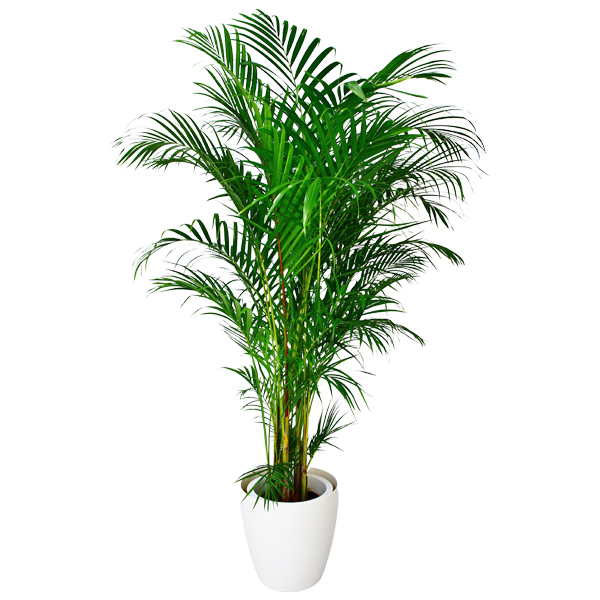 観葉植物 アレカヤシ 10号鉢（ラスターポット）｜法人ギフトなら花秘書