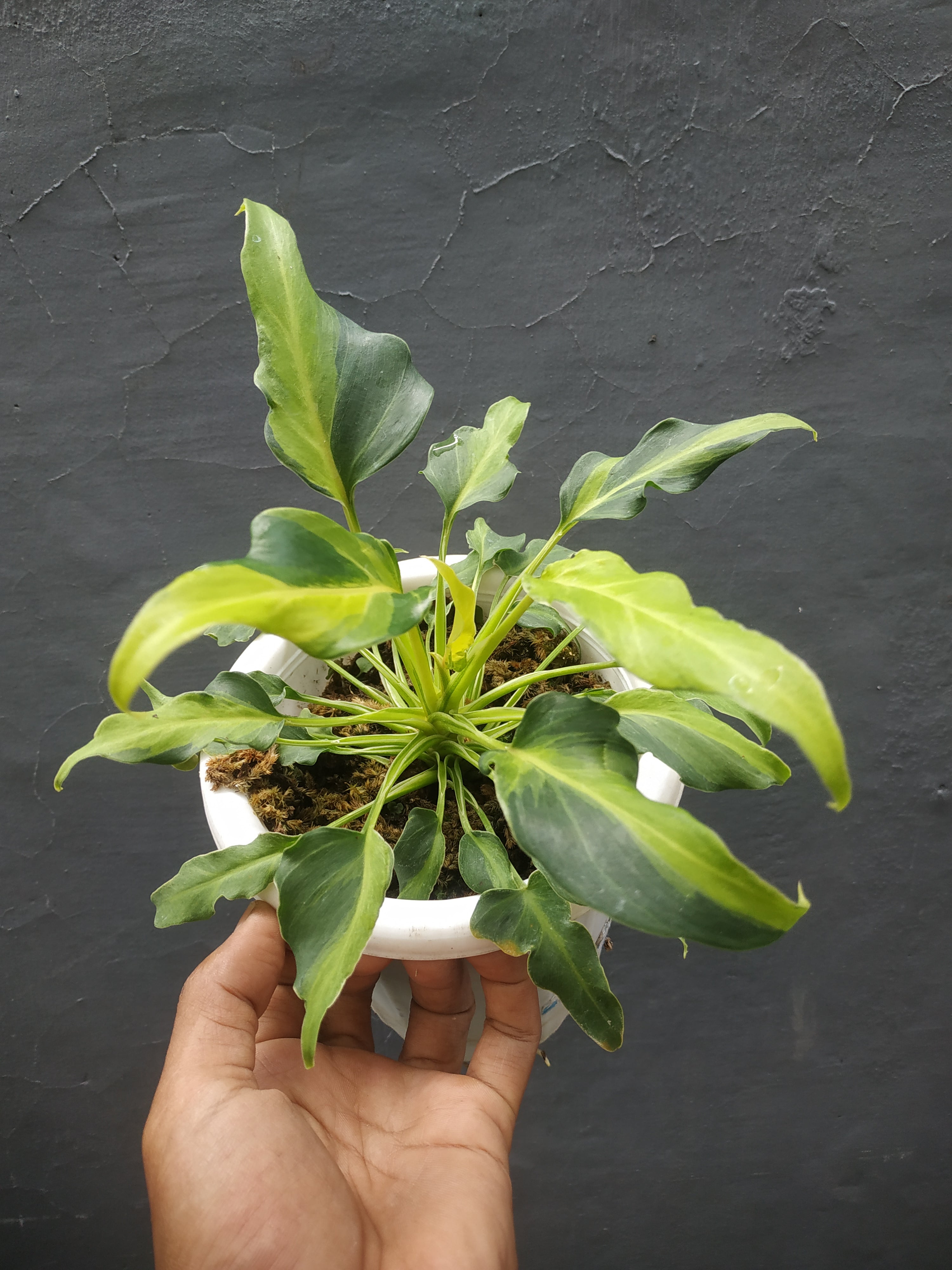 Philodendron Xanadu Dwarf Variegated – Giant Tropical Nursery