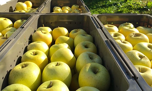 シナノゴールド〔家庭用〕 | すべての商品 | 信州〈長野〉より産直通販