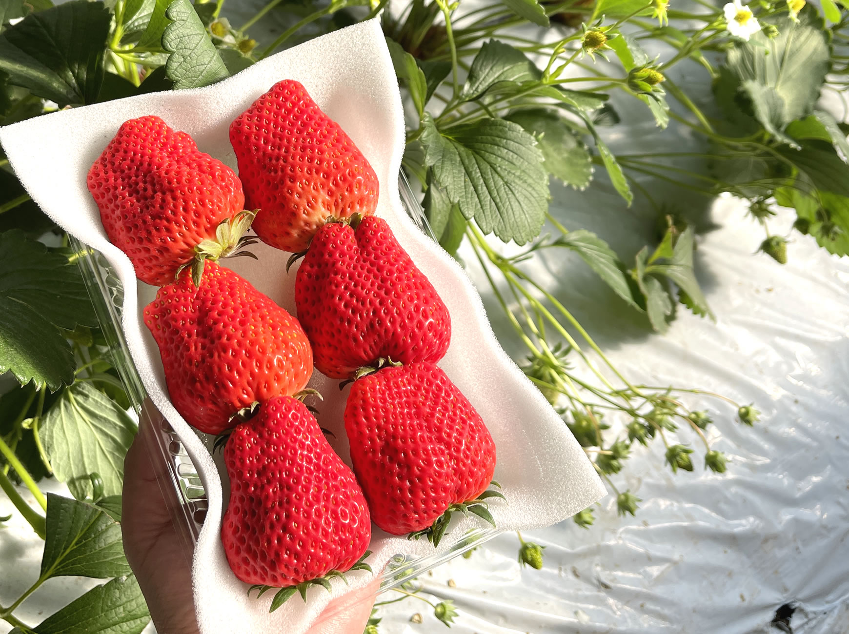 山口 信幸 l 【公式】 うまちょく便 | 静岡・山梨名物・特産品を通販で