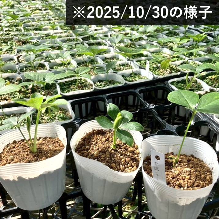 クリスマスローズ 伊勢みやび 3.5号 夕凪｜山野01-D1 | 草花