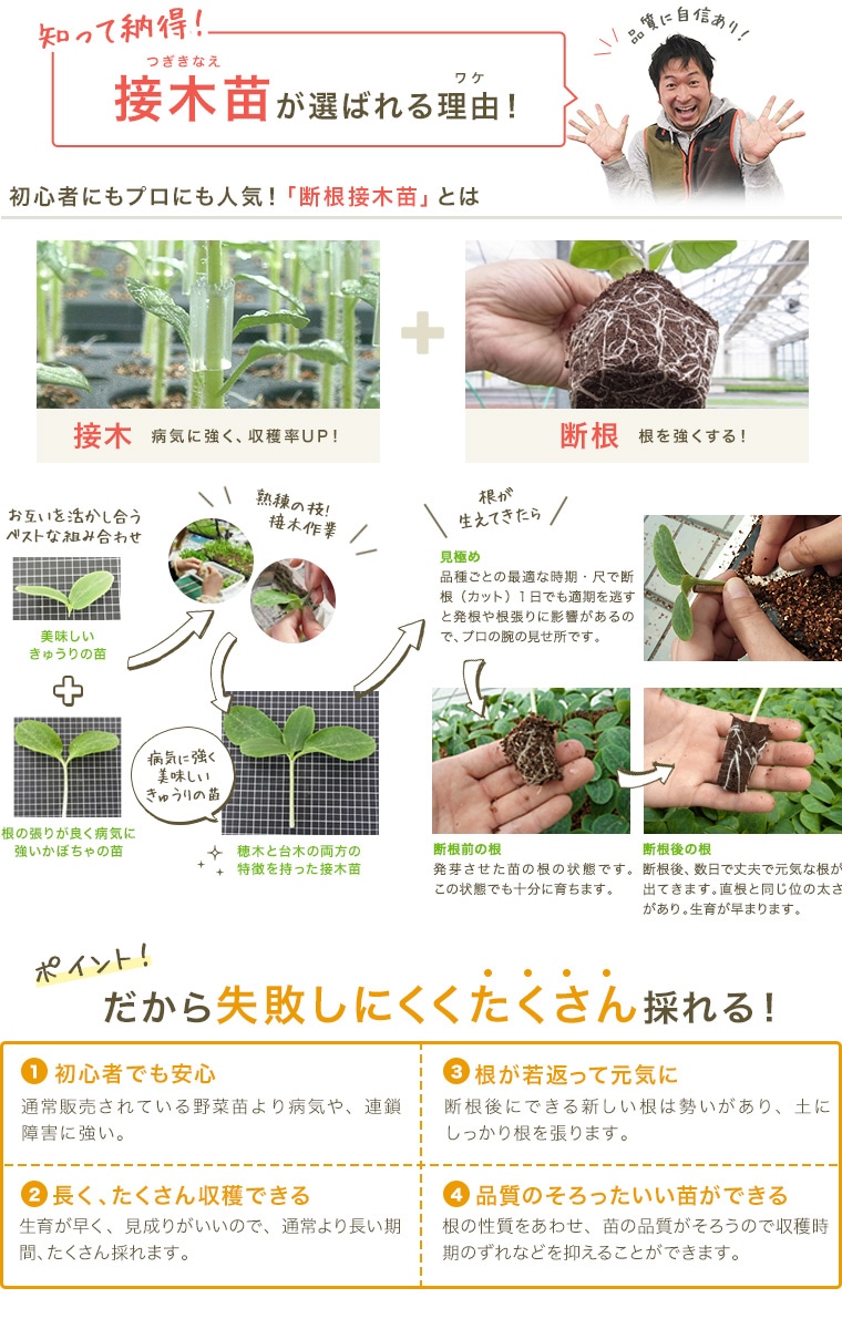 てしまの苗】中玉トマト苗 シンディ-オレンジ 9cmポット 断根接木苗