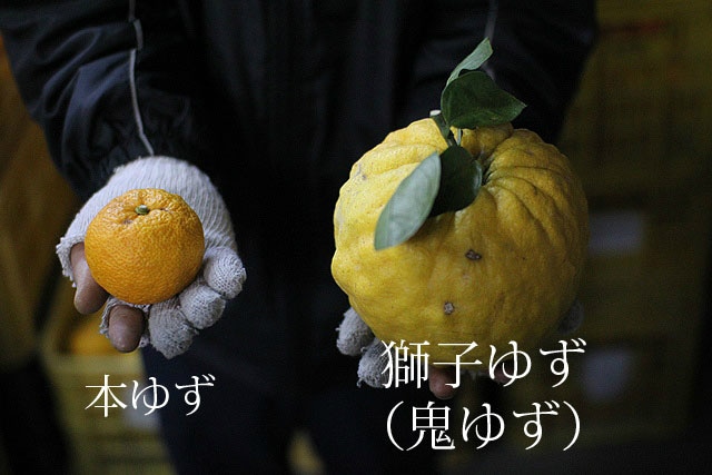 獅子ゆず（鬼ゆず） 邪気を払う