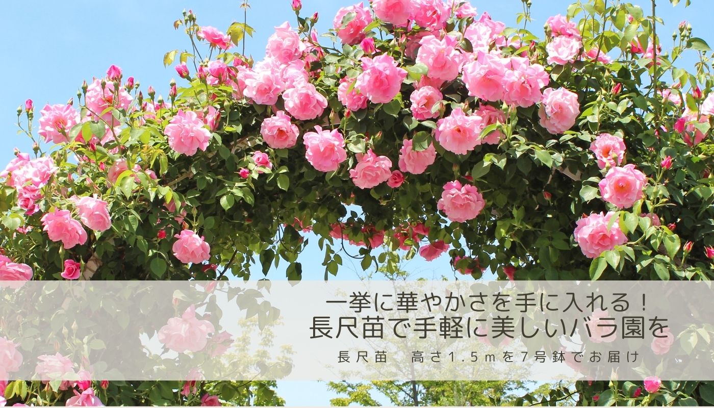バラ苗やバラ関連グッズの通販ならコマツガーデンオランラインショップ