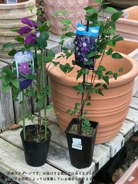 クレマチス '流星' PVP 系統：インテグリフォリア系 7号鉢植え