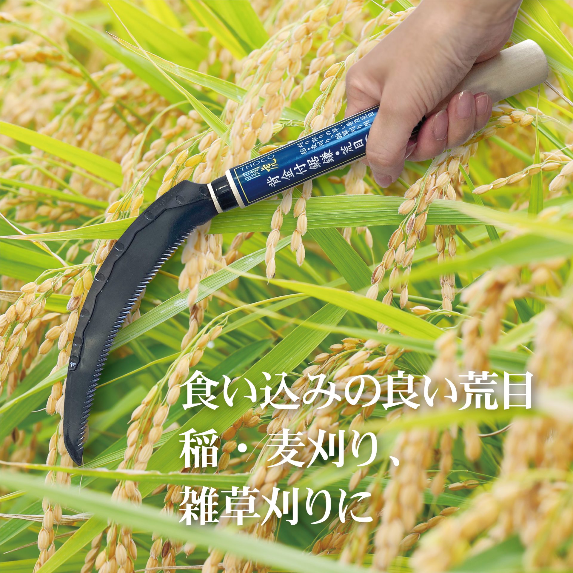 1544 - キンボシ株式会社