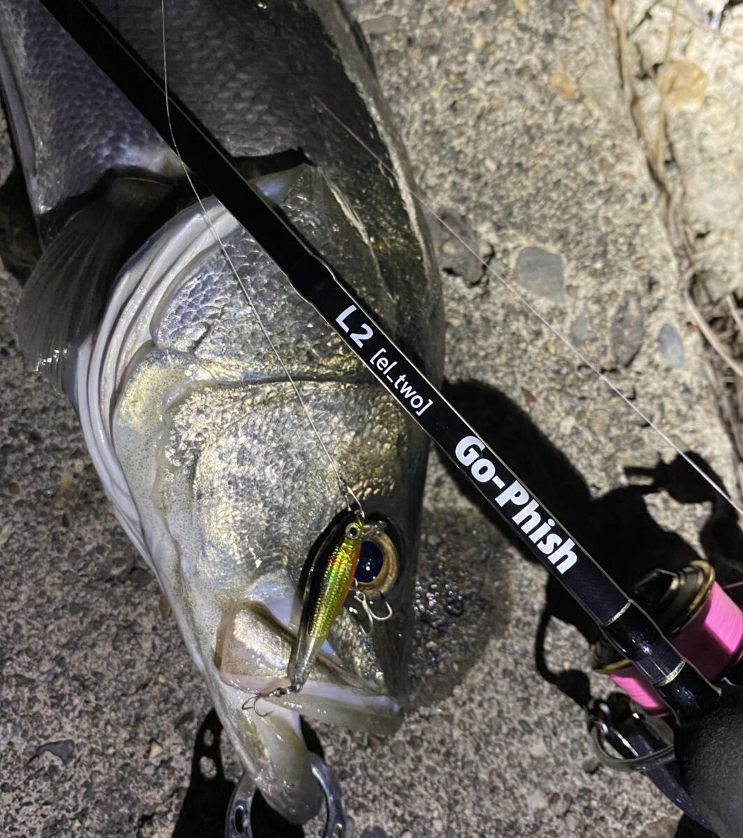 マイクロプラッギング2021！ | Go-Phish