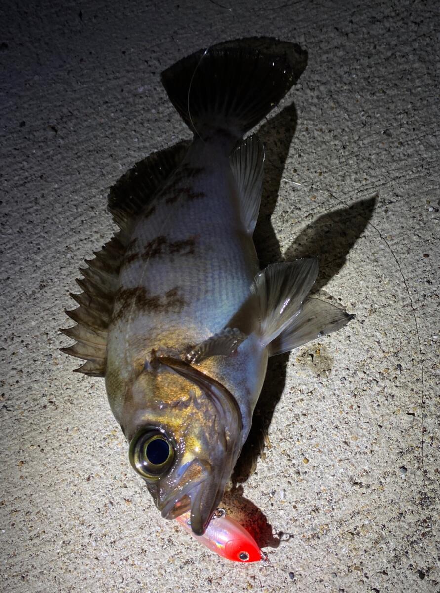 メバルプラッギング：Go-Phish L2 !! | Go-Phish