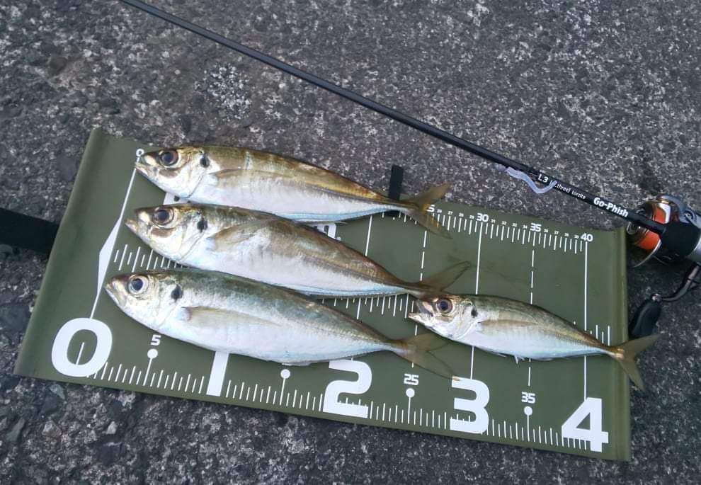 L3アジング報告！ | Go-Phish