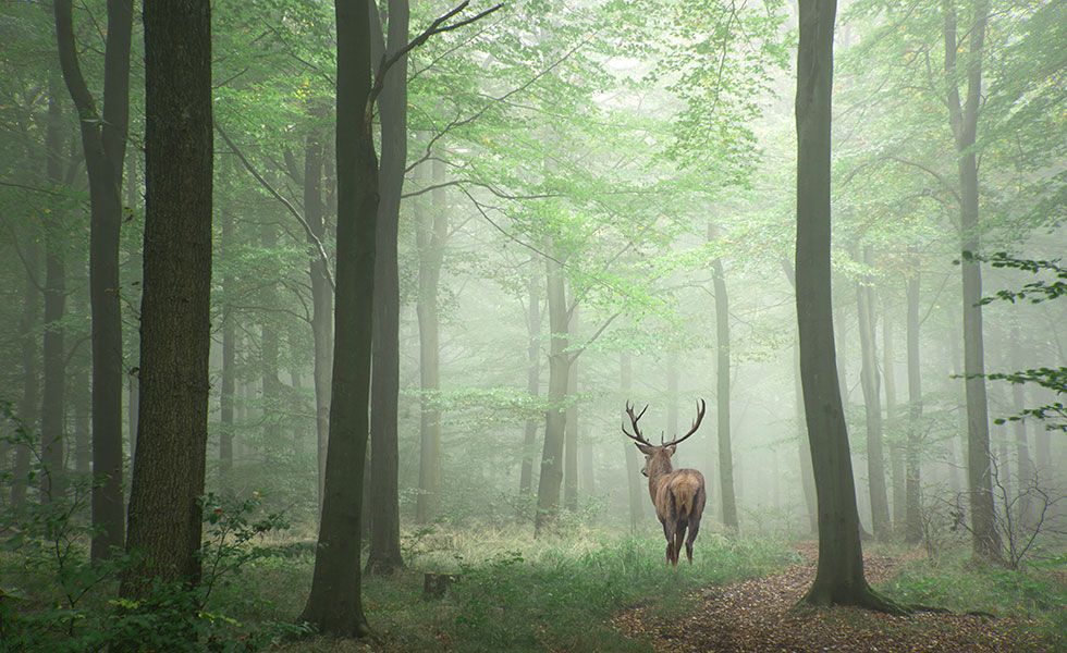 フィトンチッド | Grow link【グローリンク】