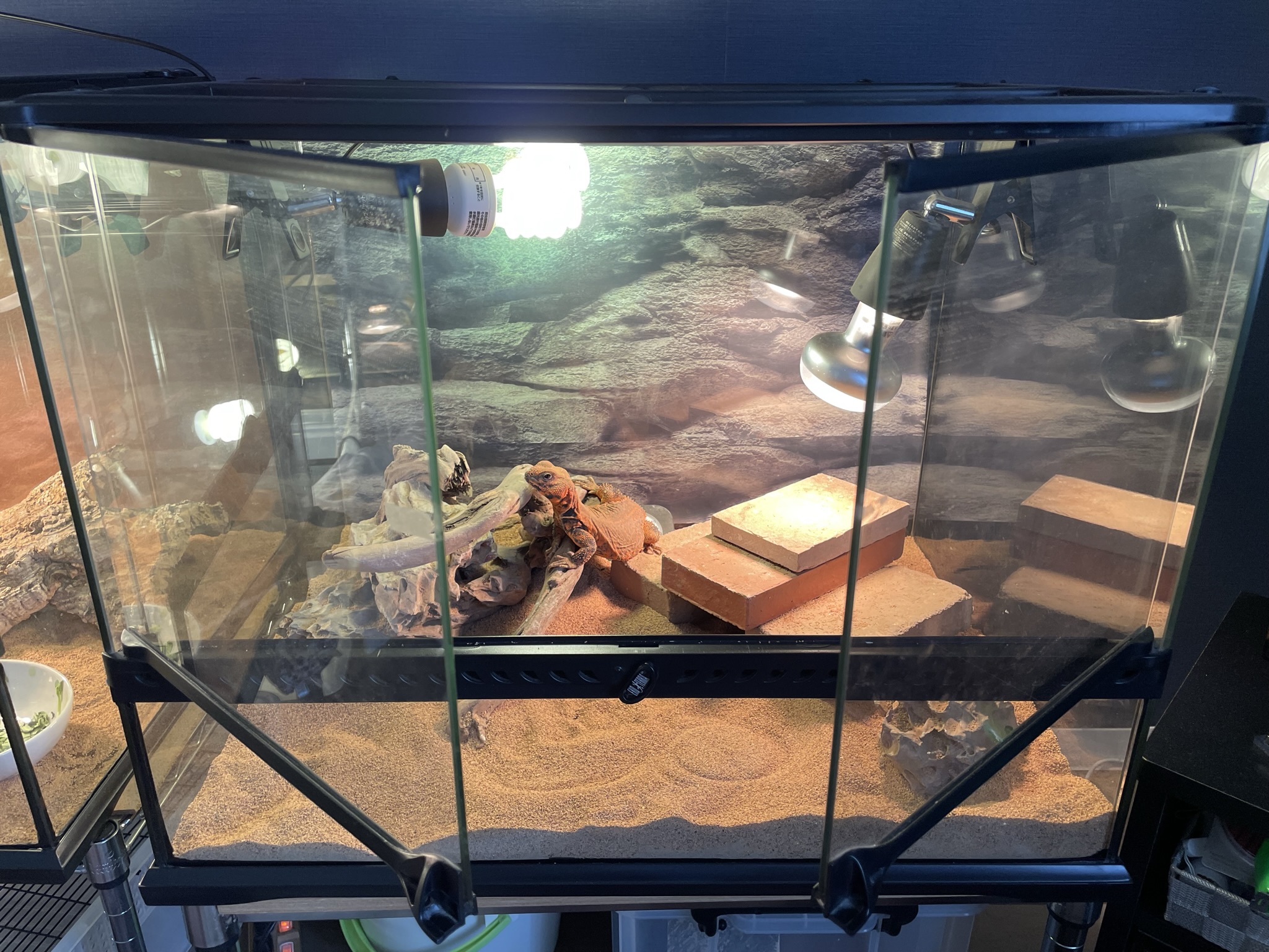 グラステラリウム6045をレビュー】爬虫類を飼うなら最強の飼育ケージ