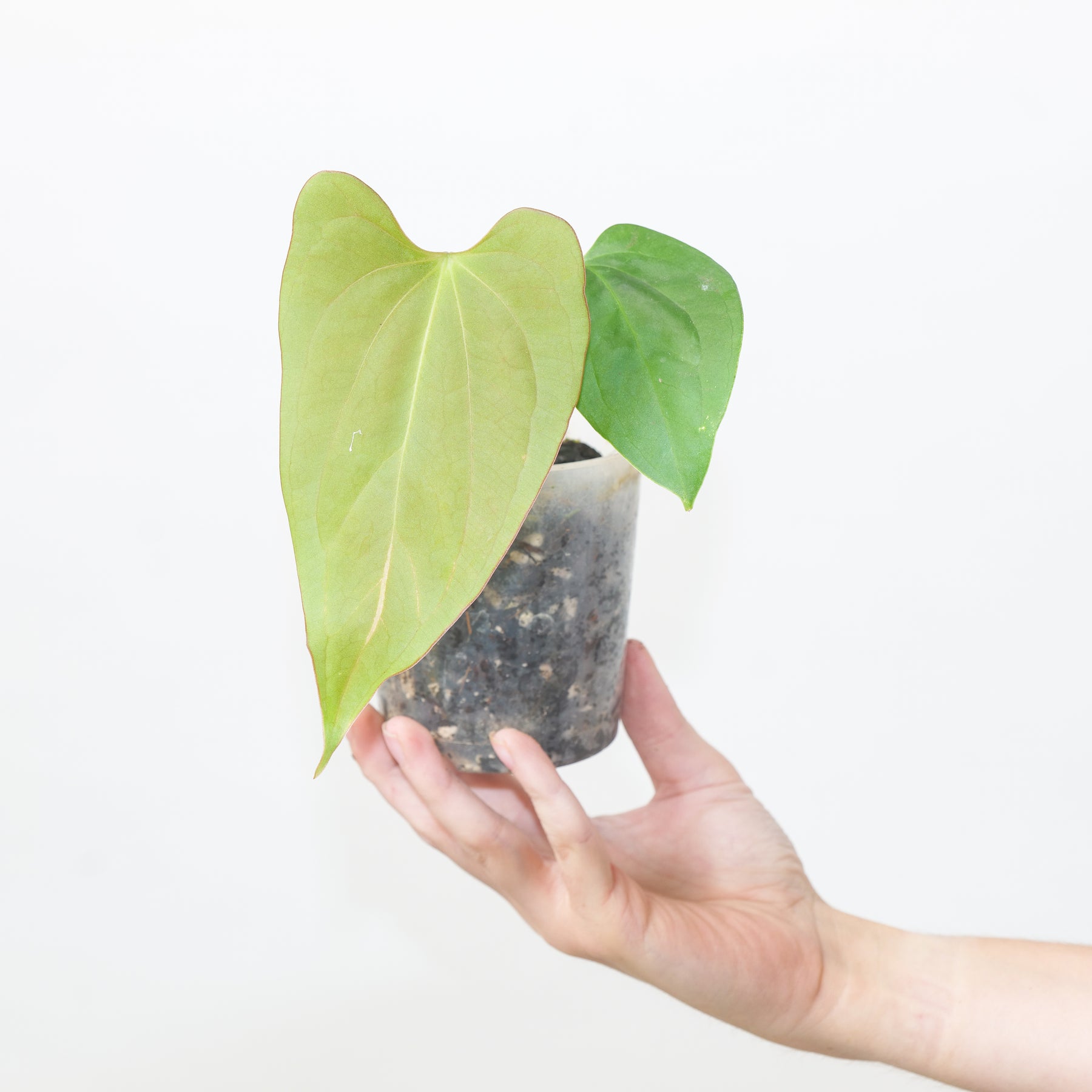 Anthurium (cerrocampanense x papillilaminum) x papillilaminum