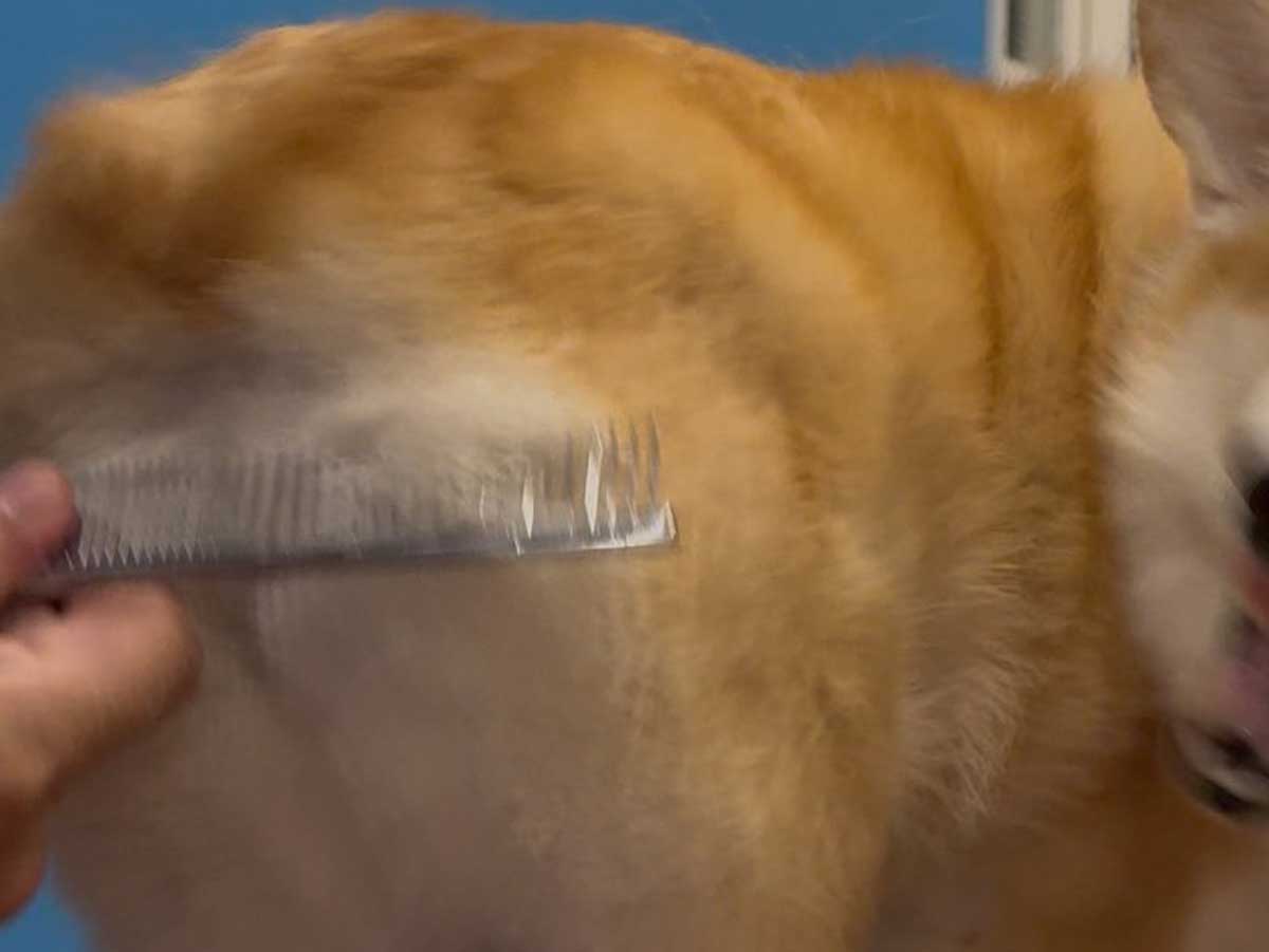 木彫りのクマみたい… コーギーの1枚に「笑った」「顔こわっ」 – grape