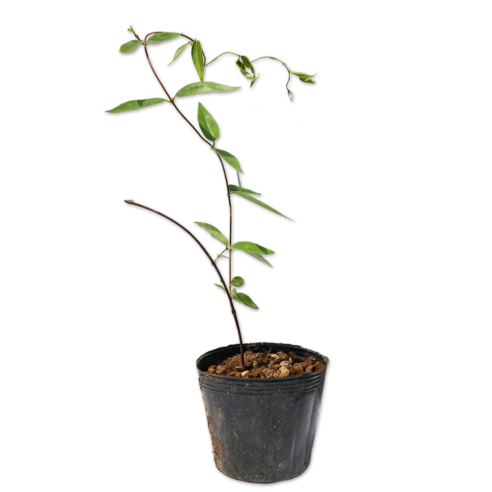 カロライナジャスミン 苗 販売 トオヤマグリーン