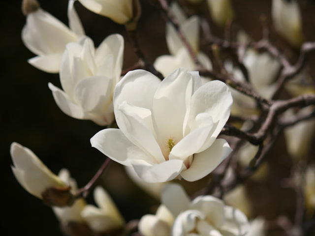 ハクモクレン 苗木 販売 トオヤマグリーン