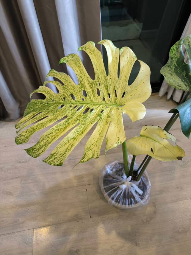Exotic Monstera 'White Tears': Limited Thai Mint Variety - 15% Off!
