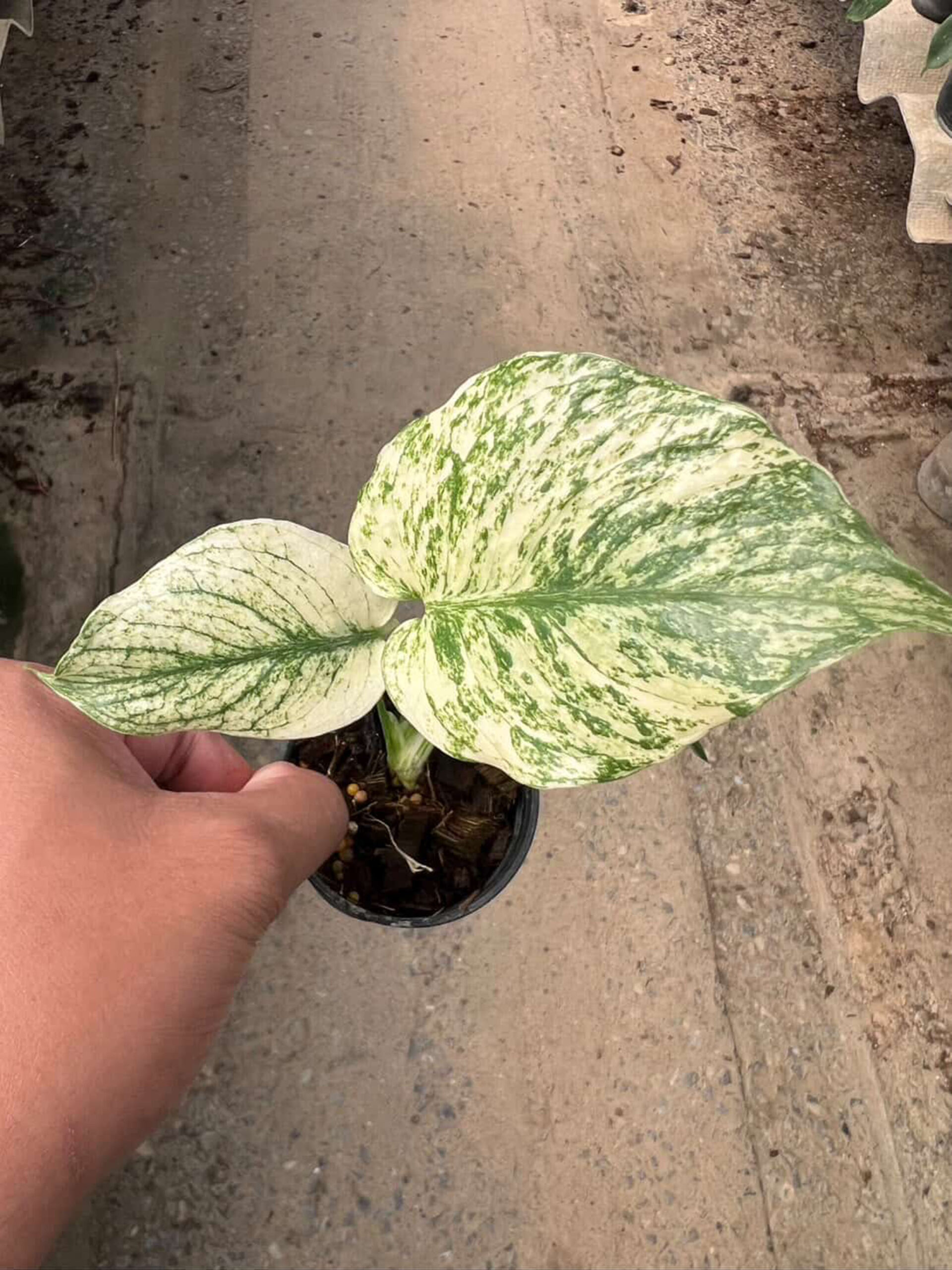 Monstera Deliciosa Borsigiana Mint Variegata| Rare Monstera