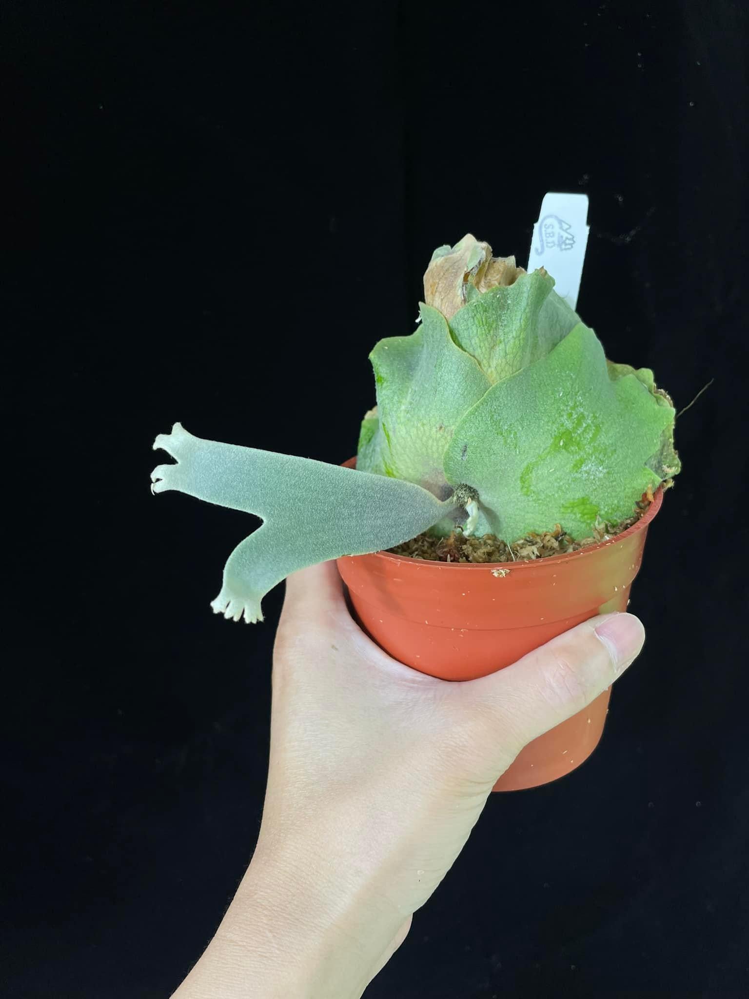 P. Willinckii Yellow Moon spore Dwarf | Rare Collectible – HCorchids