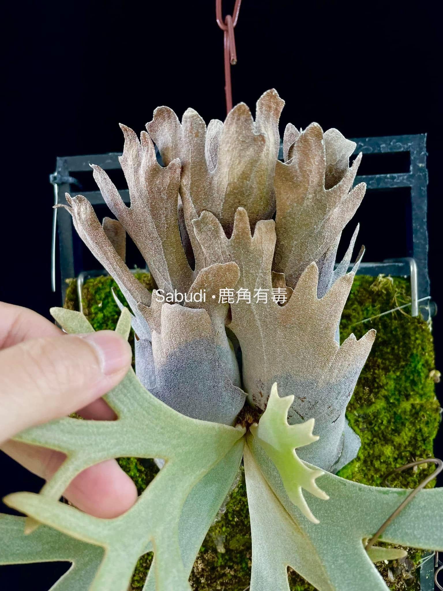 P. Willinckii Dwarf Spore Mutate | Rare Collectible – HCorchids