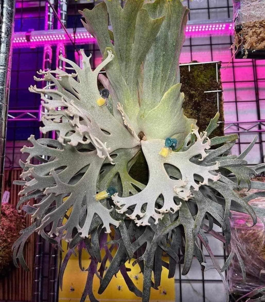 Platycerium Jenny Pup - Collectible Indoor Plant – HCorchids