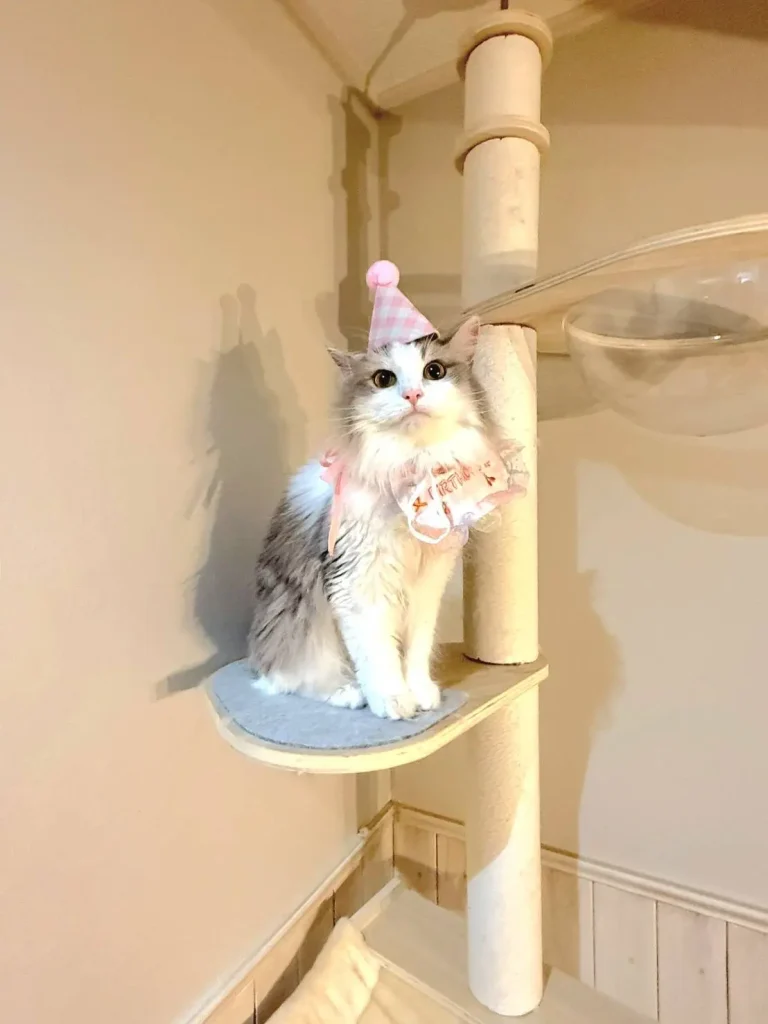 我が家の猫🐈🐈 | Hanaホーム（ハナホーム）｜西尾市吉良町｜大人