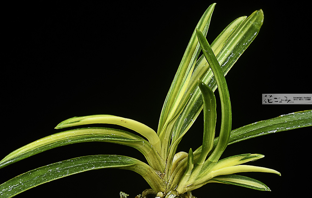 商品を探す-富貴蘭 - 東洋蘭専門店 花ごよみ | 春蘭・富貴蘭など通販