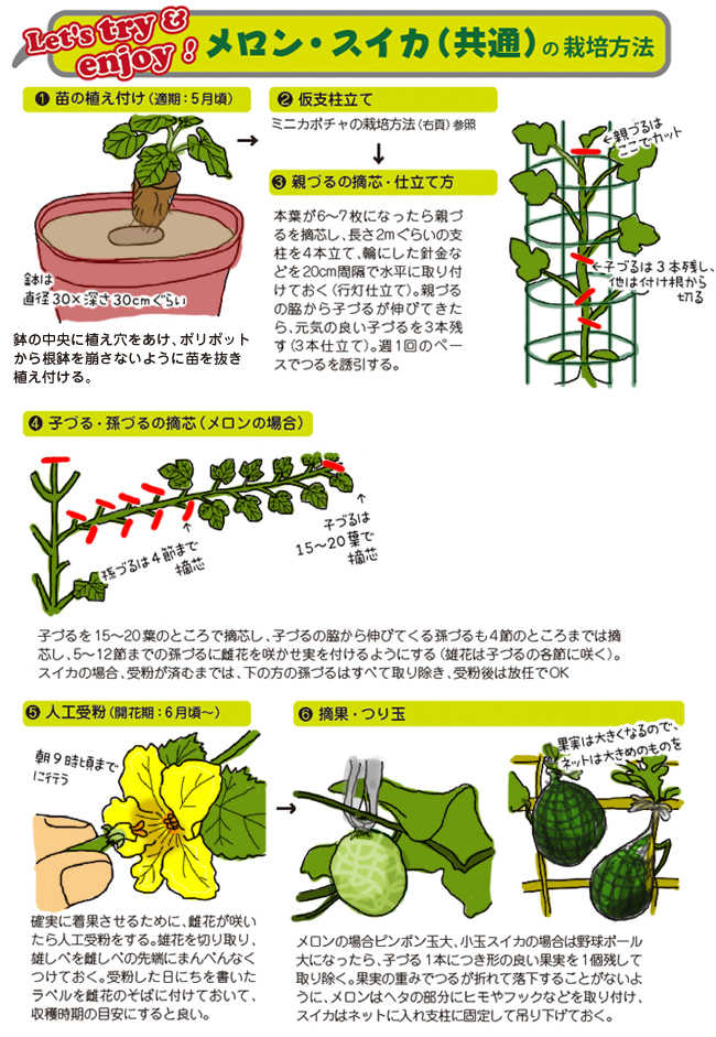 小さな実が日に日に育つ姿にワクワク！「鉢で育てる、カボチャ！メロン