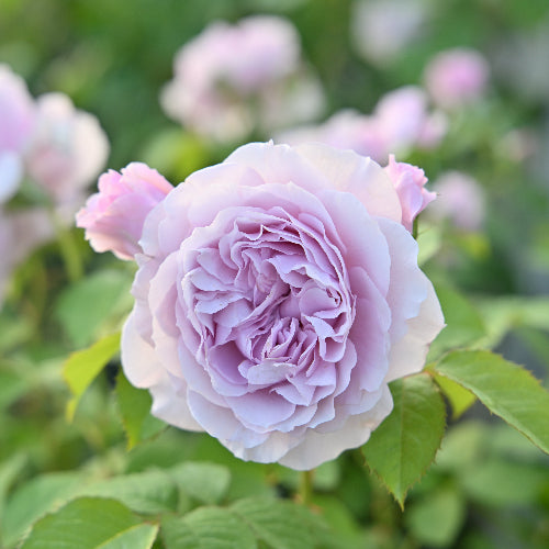 河本バラ園 – はなはなショップ