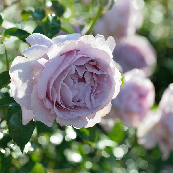 長尺苗】ローズシナクティフ（28504） – はなはなショップ