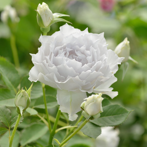 ホワイト – はなはなショップ