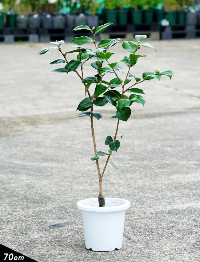 椿 加茂本阿弥 苗 販売 苗木部 By 花ひろばオンライン