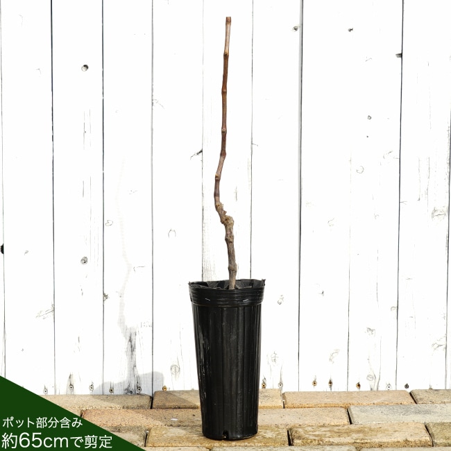 ブドウ 欧州系2倍体 瀬戸ジャイアンツ 苗 販売 苗木部 By 花ひろば