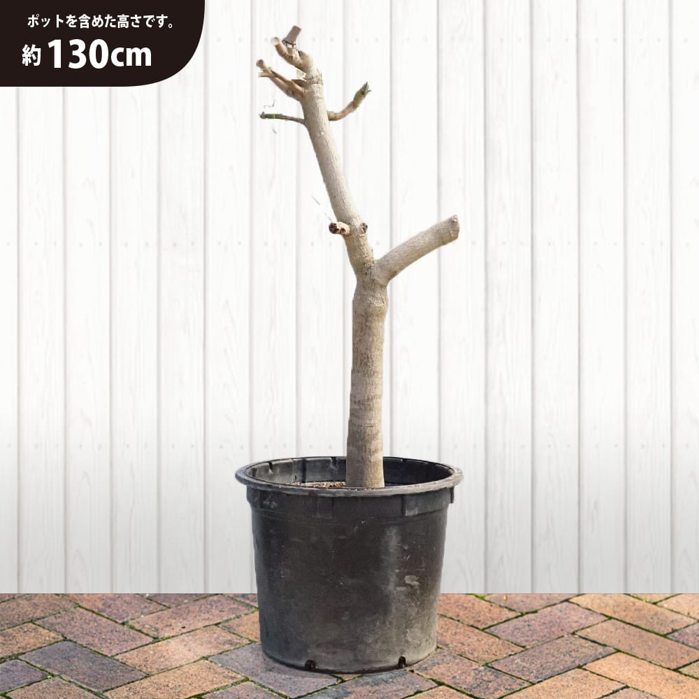 マンゴー チョカナン 苗 販売 苗木部 By 花ひろばオンライン