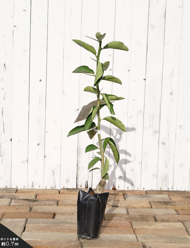 柑橘 レモン マイヤーレモン 苗 販売 苗木部 By 花ひろばオンライン