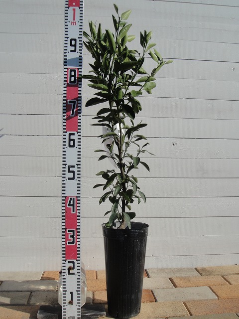 柑橘 温州みかん 田口早生 苗 通販 苗木部 By 花ひろばオンライン