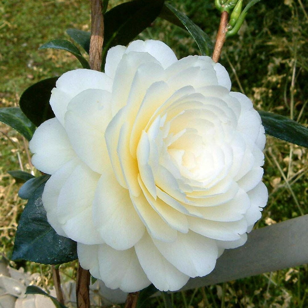 椿 ダローネガ 苗 販売 苗木部 By 花ひろばオンライン