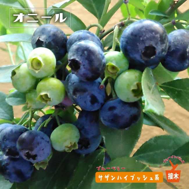 ブルーベリー サザンハイブッシュ系 オニール 苗 植え方 苗木部 By 花