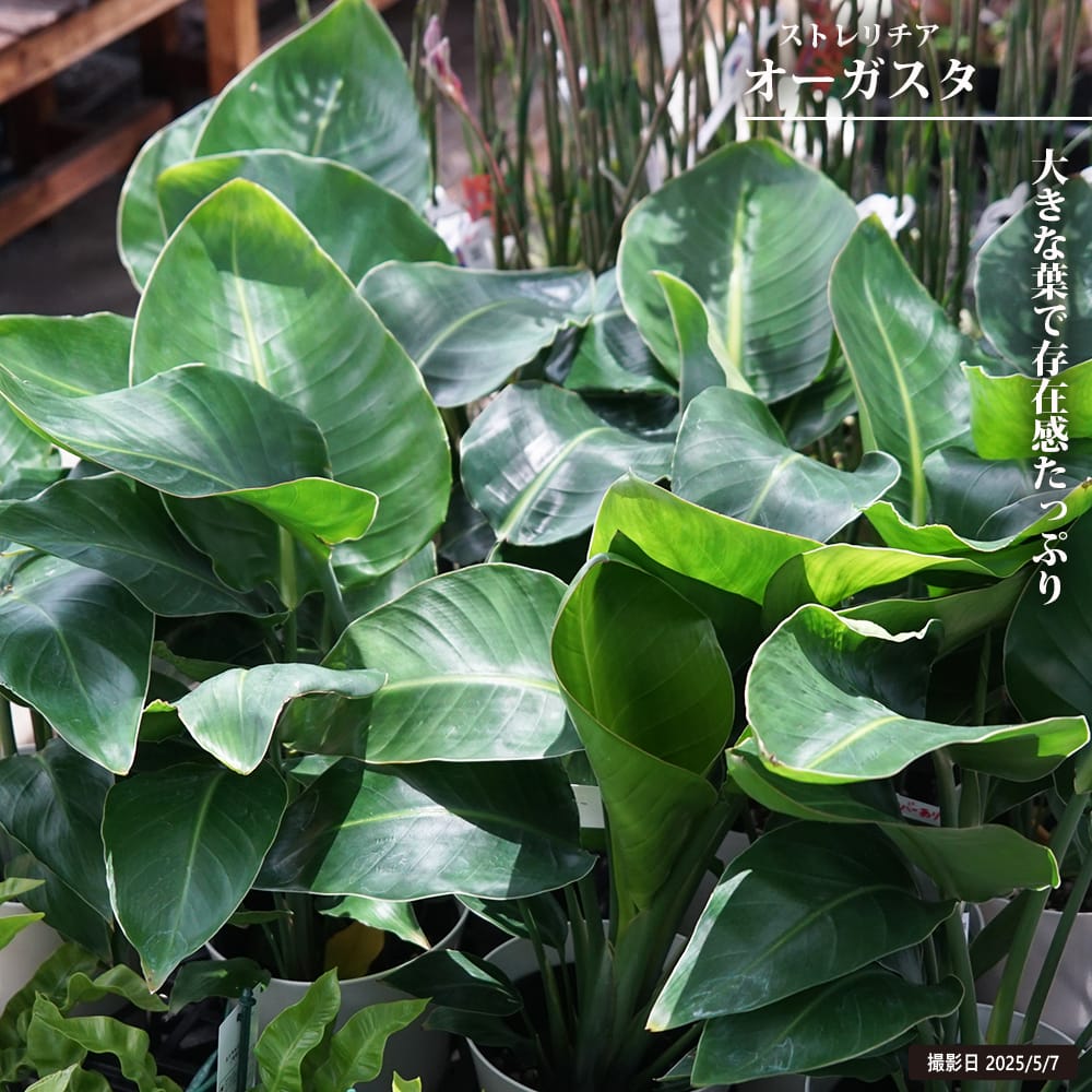 ストレリチア オーガスタ 苗 販売 苗木部 By 花ひろばオンライン