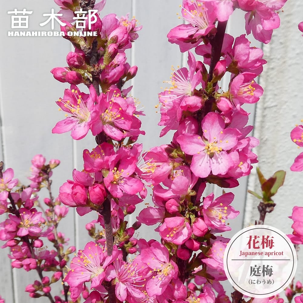 苗から育てるクリスマスツリー プンゲンストウヒ 4号ポット苗 【里の木