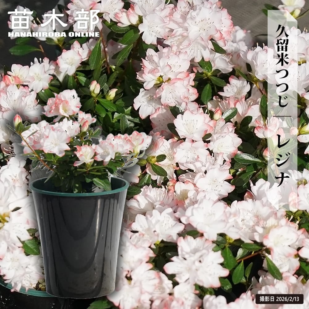 ヤシ カナリーヤシ 苗 販売 苗木部 By 花ひろばオンライン